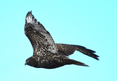 DSC_4567b.jpg