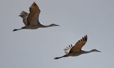 DSC_4574b.jpg