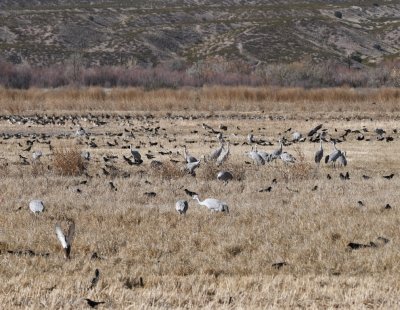 Cranes, crows and blackbirds