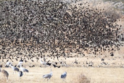 A murmuration of Red-winged Blackbirds