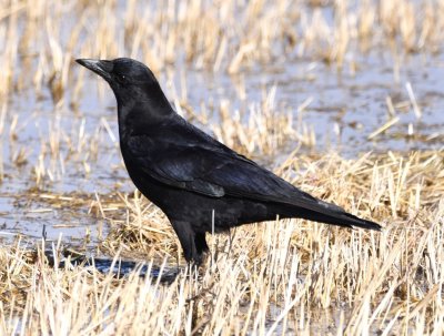 American Crow