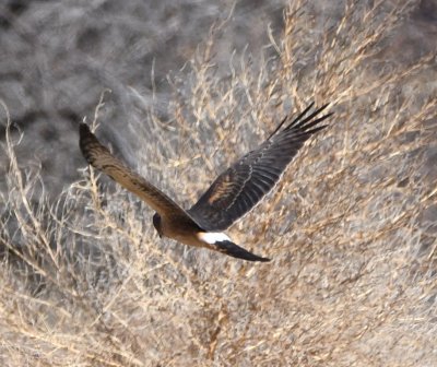 Female Northern Harrier