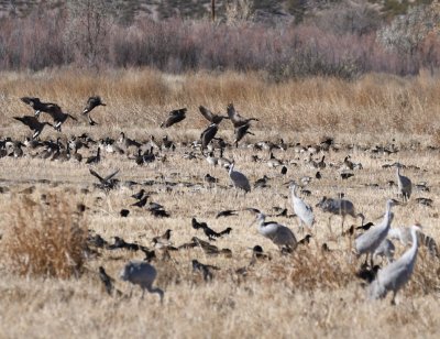 DSC_4631b.jpg