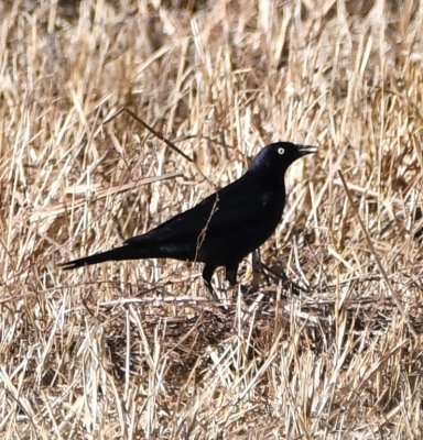 Brewer's Blackbird?