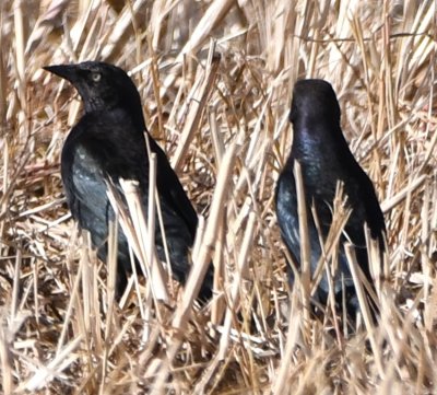 DSC_4674b.jpg
