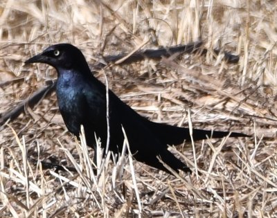 DSC_4679b.jpg