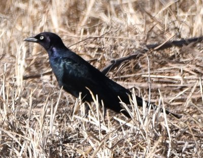 DSC_4680b.jpg