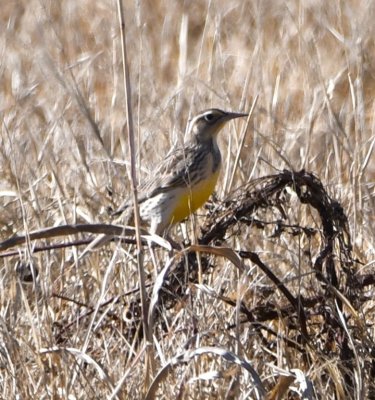 Western Meadowlark