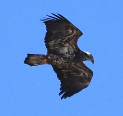 Dark, oddly-patterned hawk