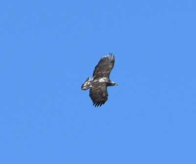 DSC_4692b.jpg