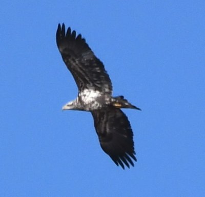 DSC_4698b.jpg