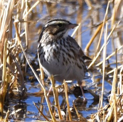 Savannah Sparrow