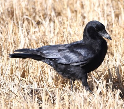 American Crow