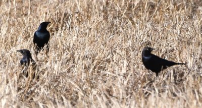 DSC_4729b.jpg
