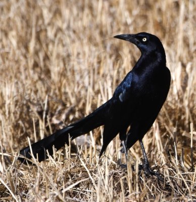 Great-tailed Grackle