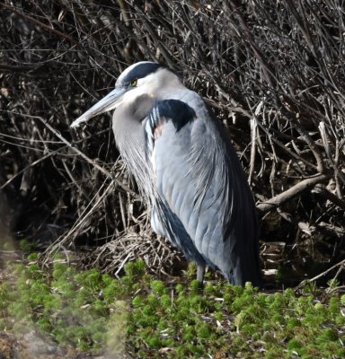 Great Blue Heron