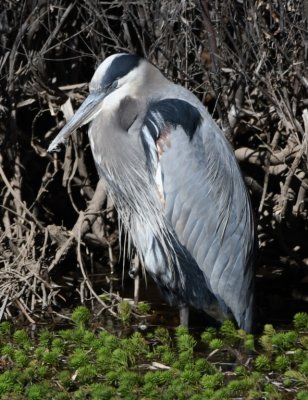 DSC_4783b.jpg