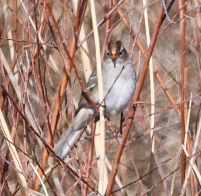Immature White-crowned Sparrow