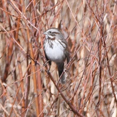 Song Sparrow