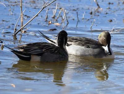 Northern Pintails at the lake