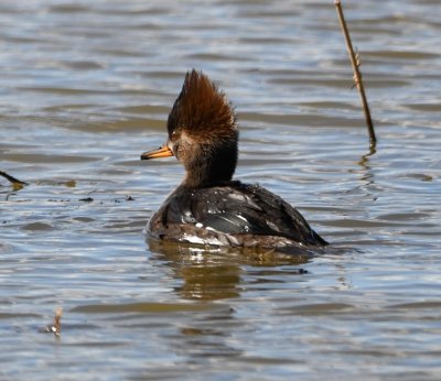 Female Hooded Merganser