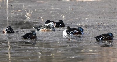 Napping Northern Shovelers