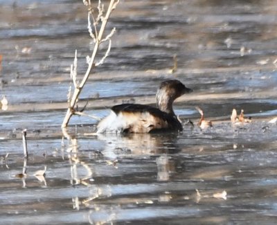 Pied-billed Grebe