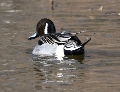 Northern Pintail male