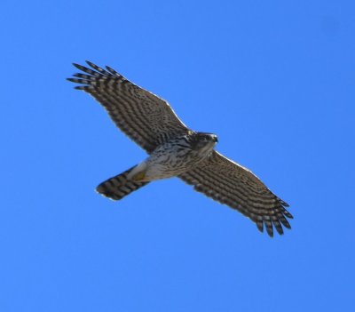 Juvenile Northern Goshawk