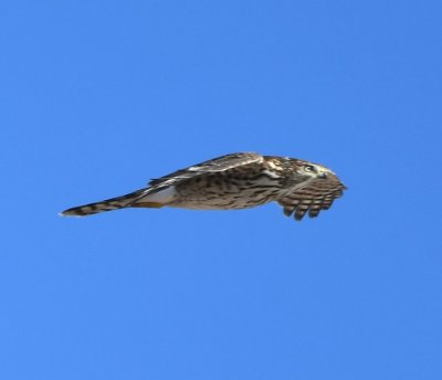 Juvenile Northern Goshawk