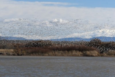 Snow Geese over the lake at Bosque del Apache NWR