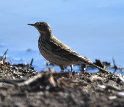 American Pipit along the lake