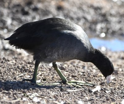 American Coot on the shore