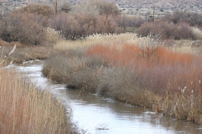 We stopped at one viewing deck and enjoyed the muted colors of the habitat.