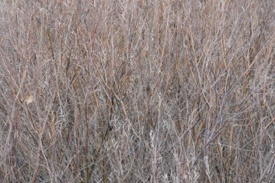 DSC_4893b.jpg