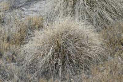 DSC_4894b.jpg