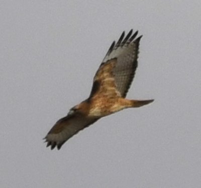 A Red-tailed Hawk soared overhead.