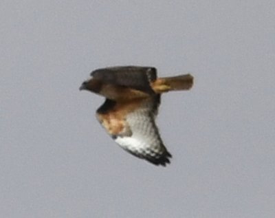 DSC_4899b.jpg