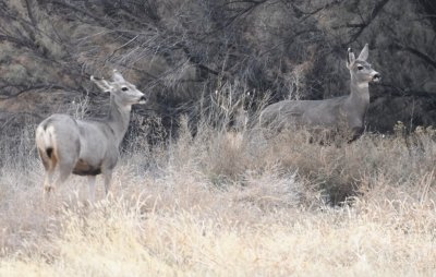At the edge of one field, we spotted these Mule Deer.