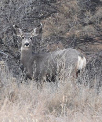 DSC_4916b.jpg