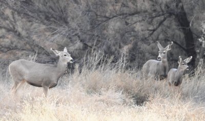 DSC_4920b.jpg