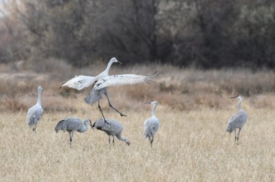 When the deer left, some Sandhill Cranes flew in to claim the field.