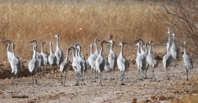 This group of cranes across the road didn't seem to be sure of where they were going.