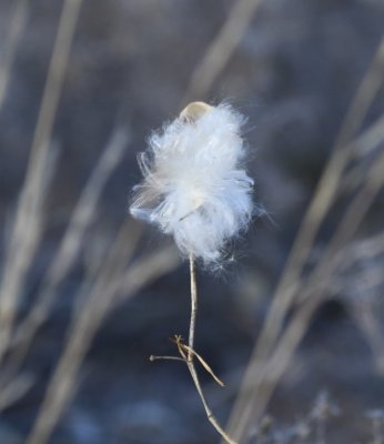 From Bernardo WMA, we drove farther north, stopping a few times before getting to Whitfield Conservation Area in Valencia County, NM. This interesting seed head was along a trail there.