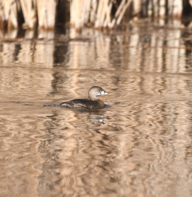 This Pied-billed Grebe blended with the colors reflected on the water.