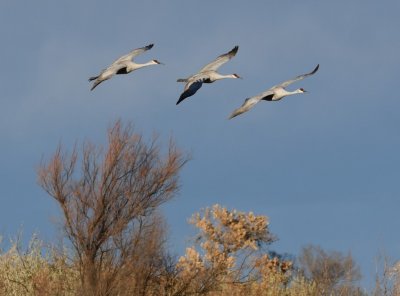 DSC_4992b.jpg