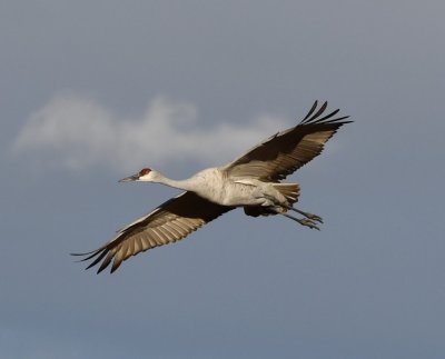 DSC_4993b.jpg