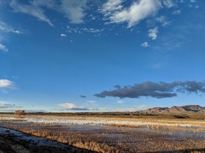 Broad view of the Sandhill Crane roost area