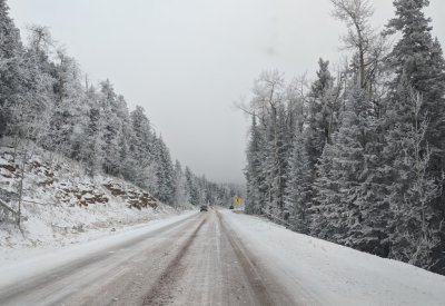 Steve wanted to go to Sandia Crest to see the rosy finches, but halfway up the mountain it began to snow.