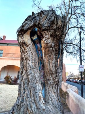 We drove over to the square in Old Town Albuquerque and parked to walk to the restaurant. Someone had carved the interior of this tree stump near the sidewalk.